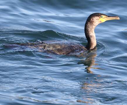 Image of Japanese Cormorant