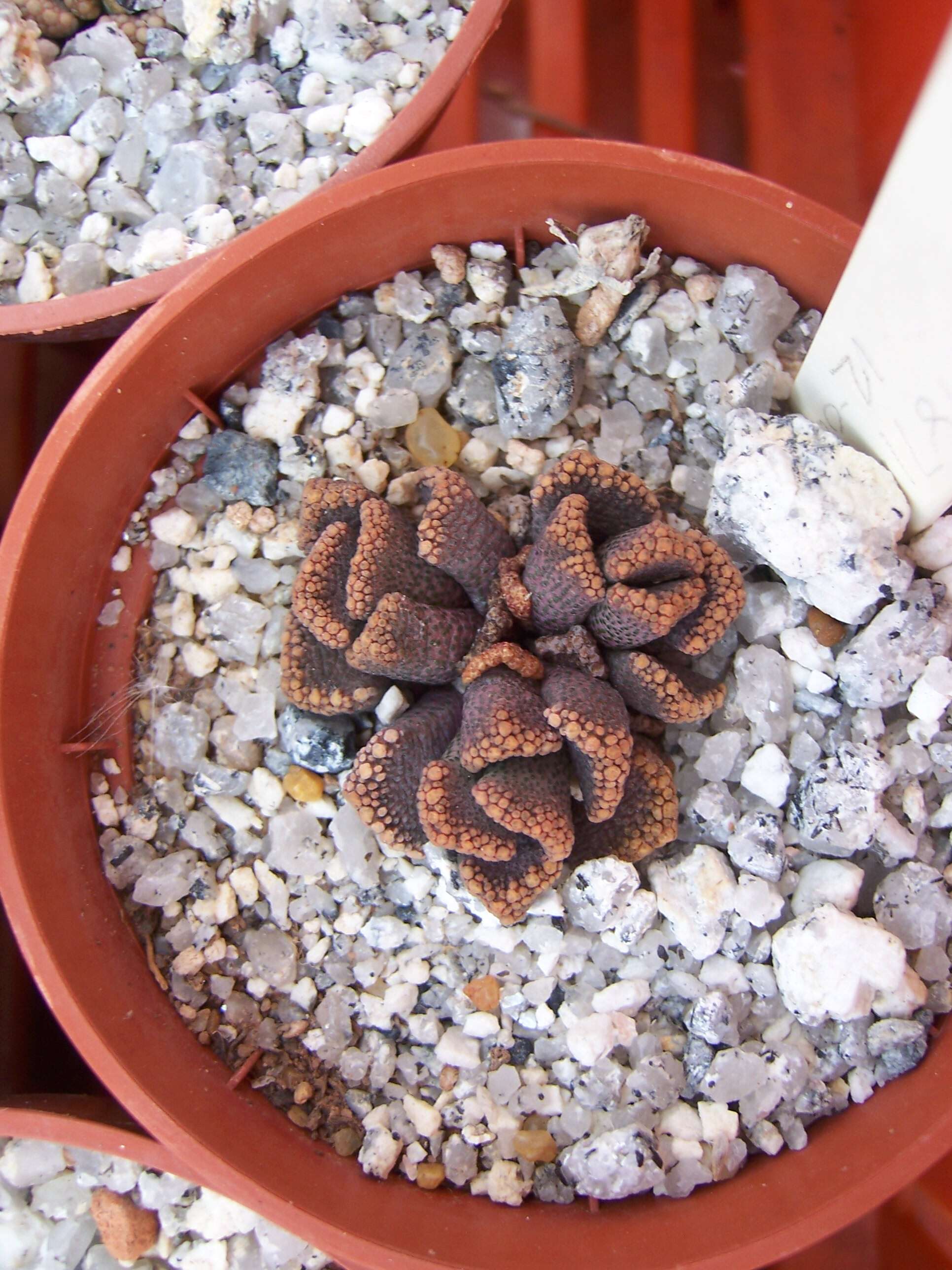 Image of Titanopsis calcarea (Marloth) Schwant.