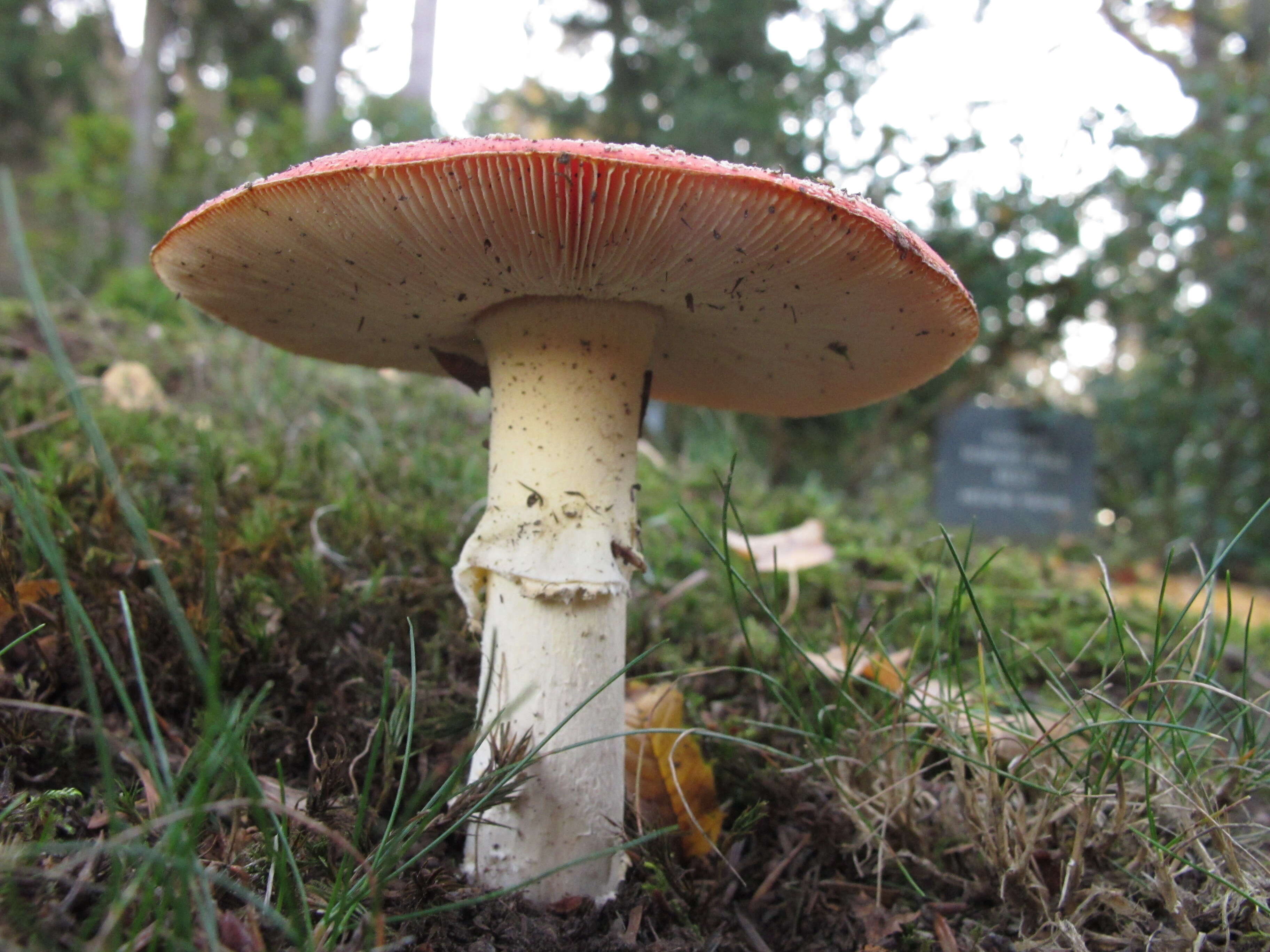 Image of Fly agaric