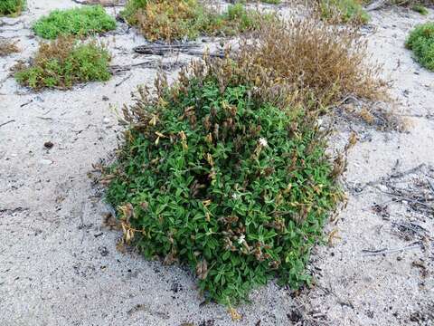 Image of Catchfly