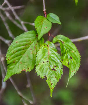 Image of Prunus nipponica Matsum.