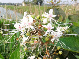 Image of Clerodendrum infortunatum L.