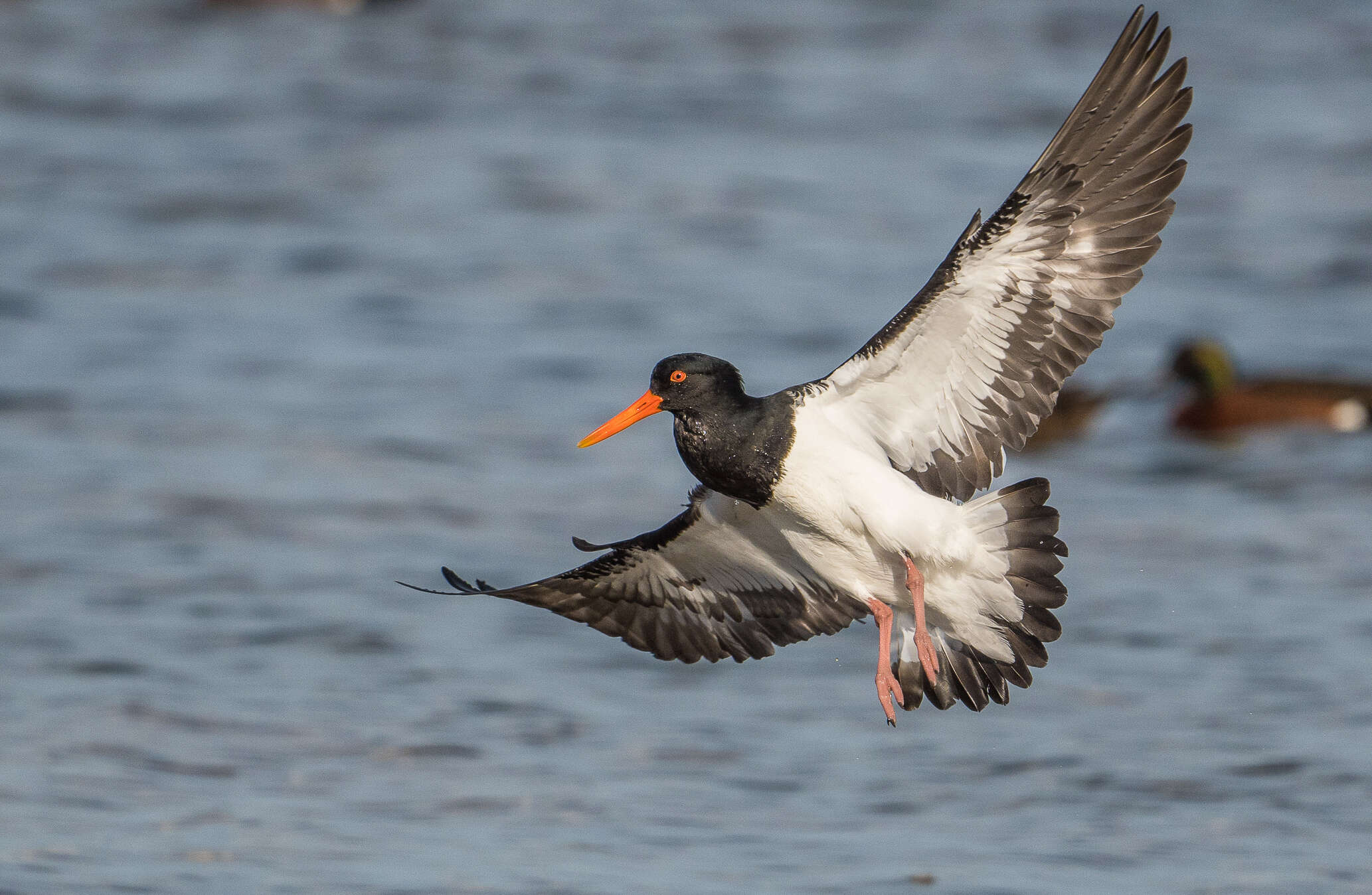 Image of Australian Pied Oystercatcher