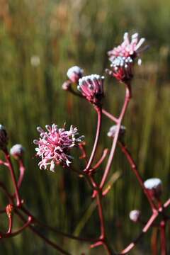 Image of Serruria williamsii J. P. Rourke