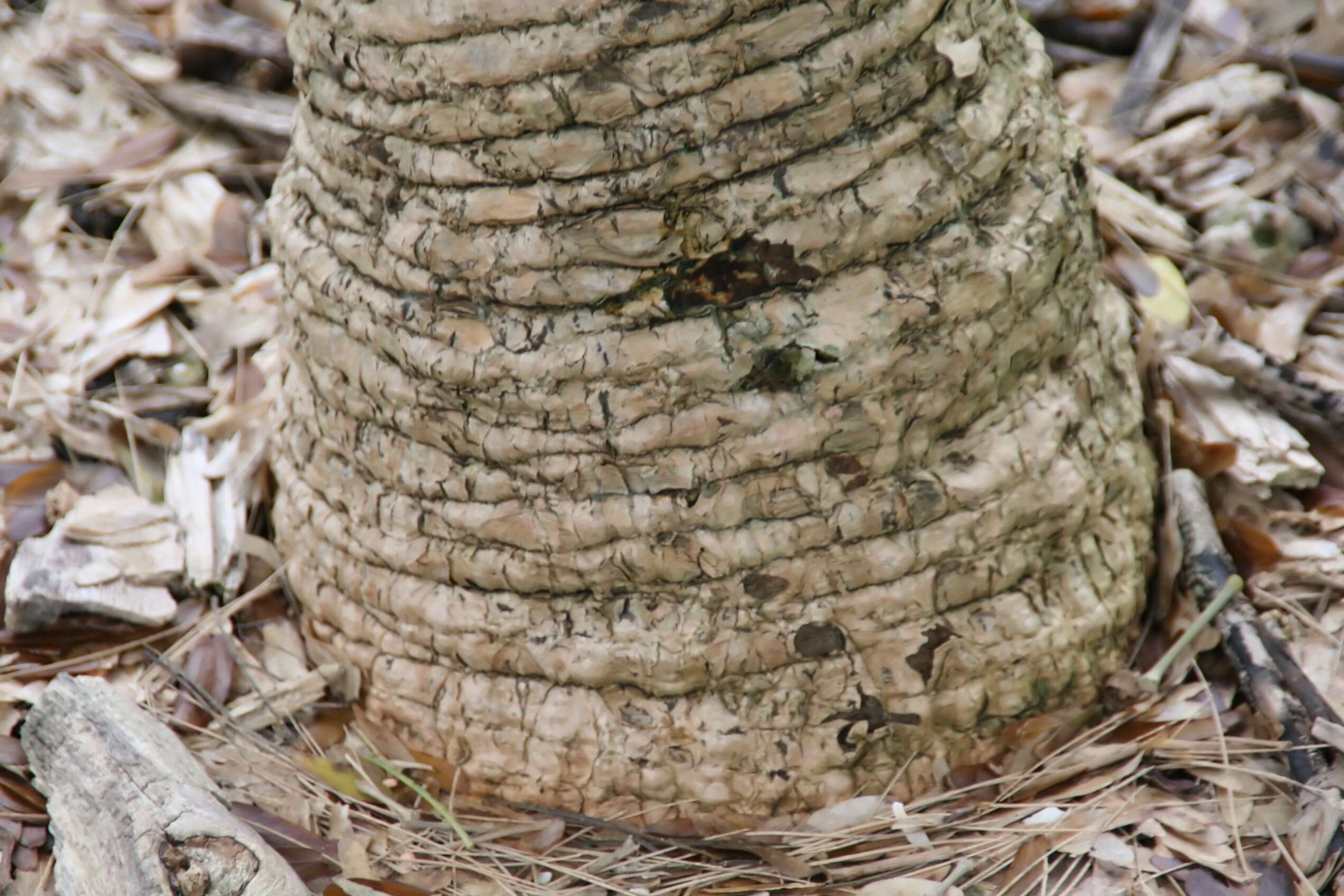 Image de Cycas riuminiana Porte ex Regel