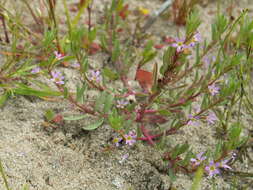 Plancia ëd Lythrum hyssopifolia L.