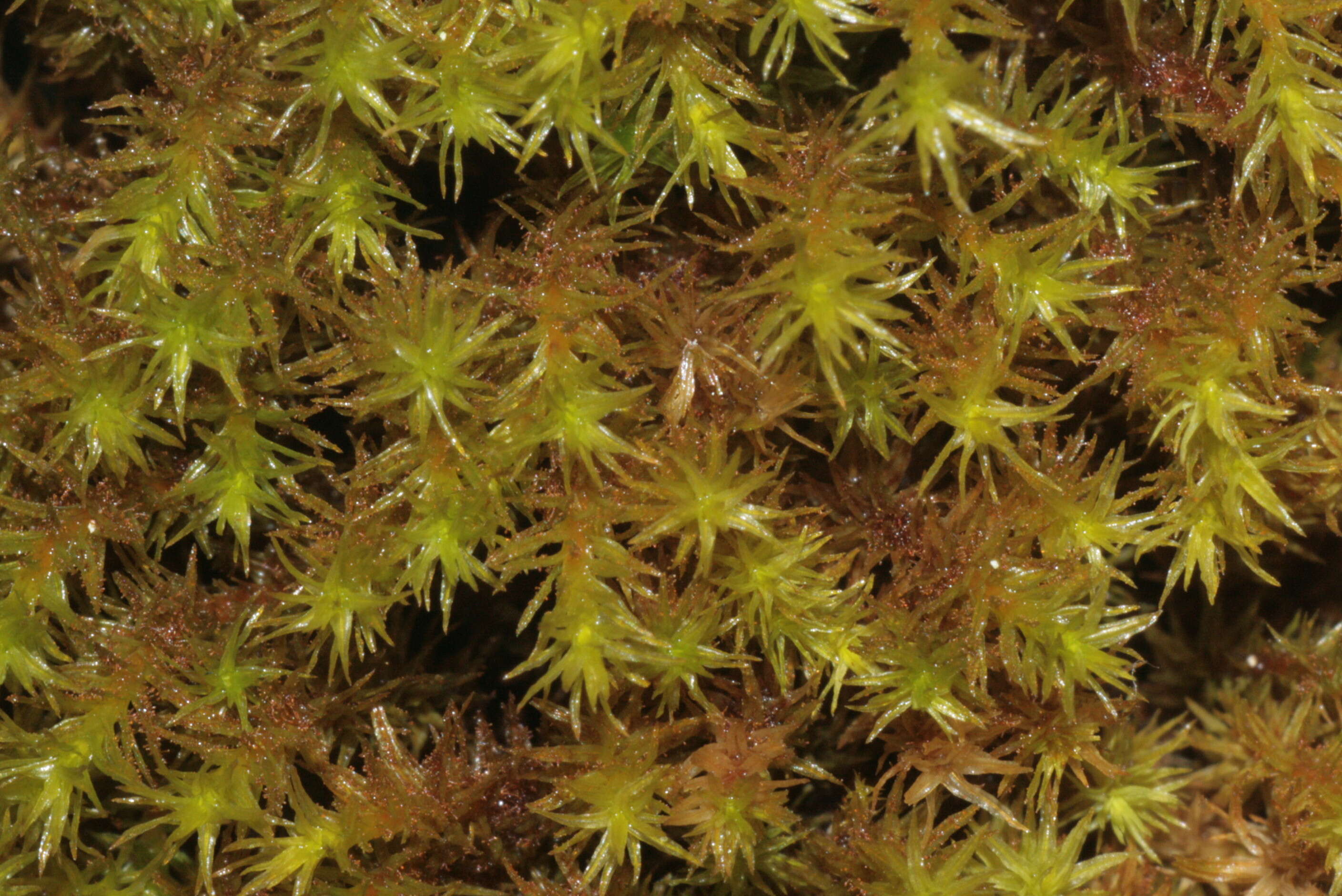 Image of Lyell's orthotrichum moss