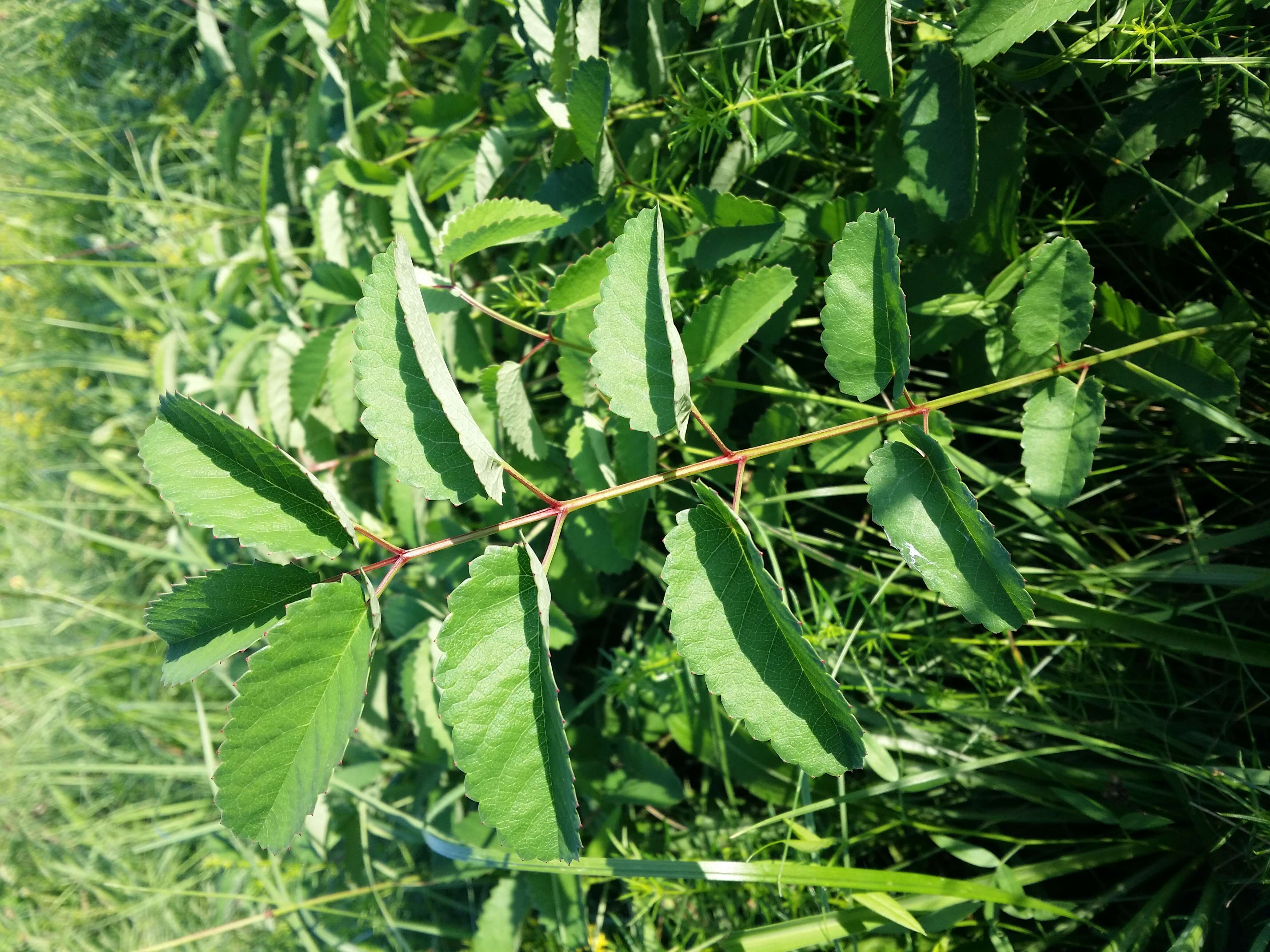 Image de Sanguisorbe officinale