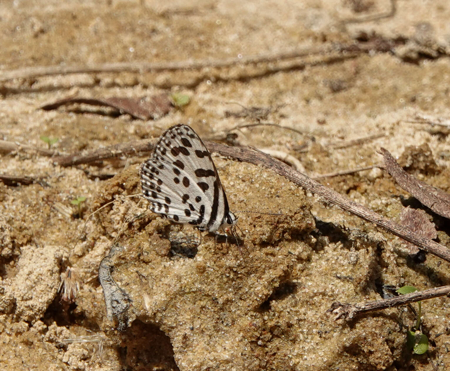 Image of Common Pierrot