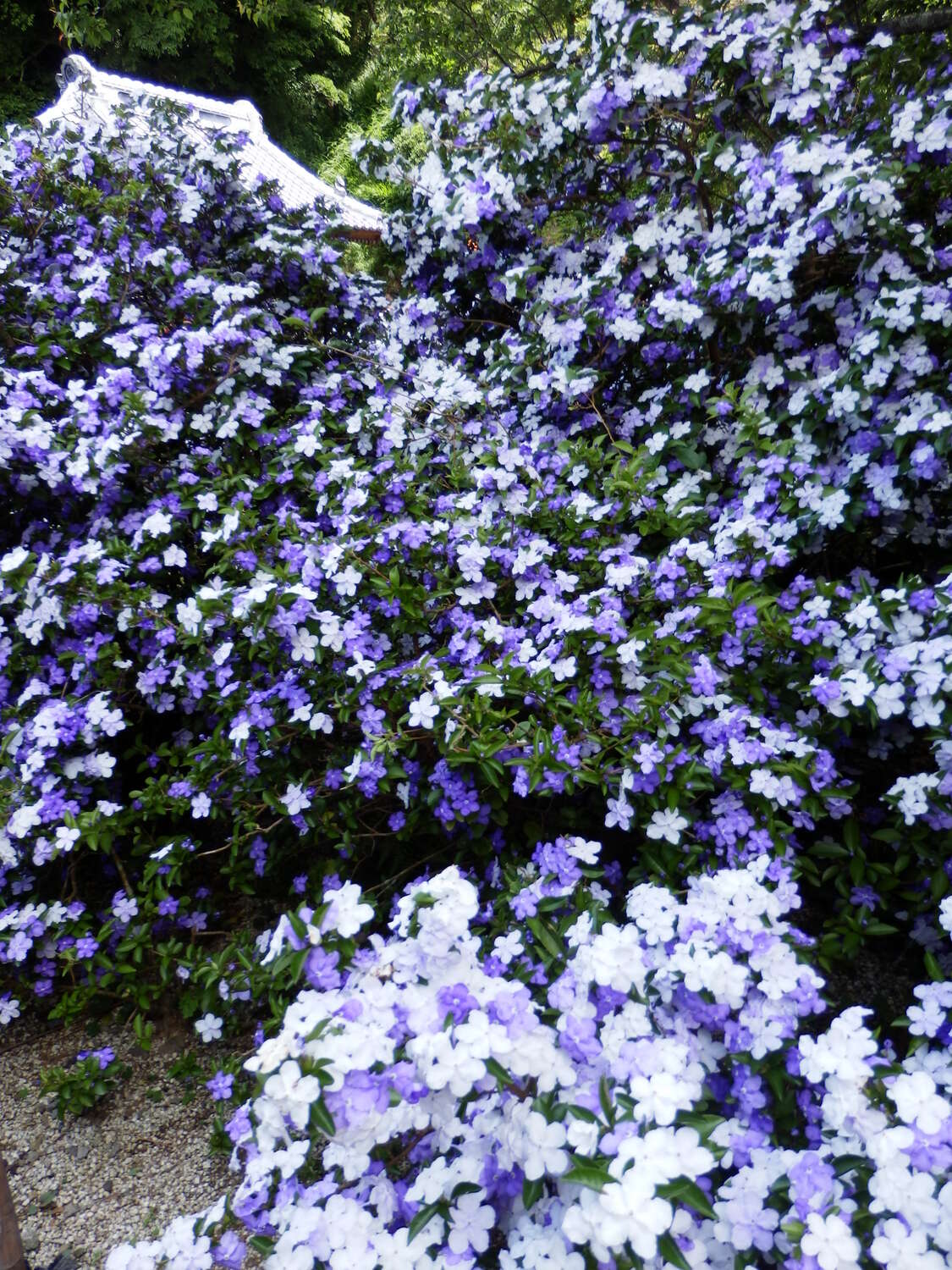 Image de Brunfelsia latifolia (Pohl) Benth.