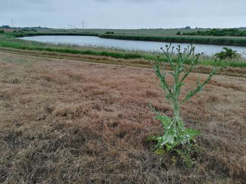 Image of Cotton Thistle