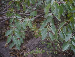 Image of Palay rubbervine