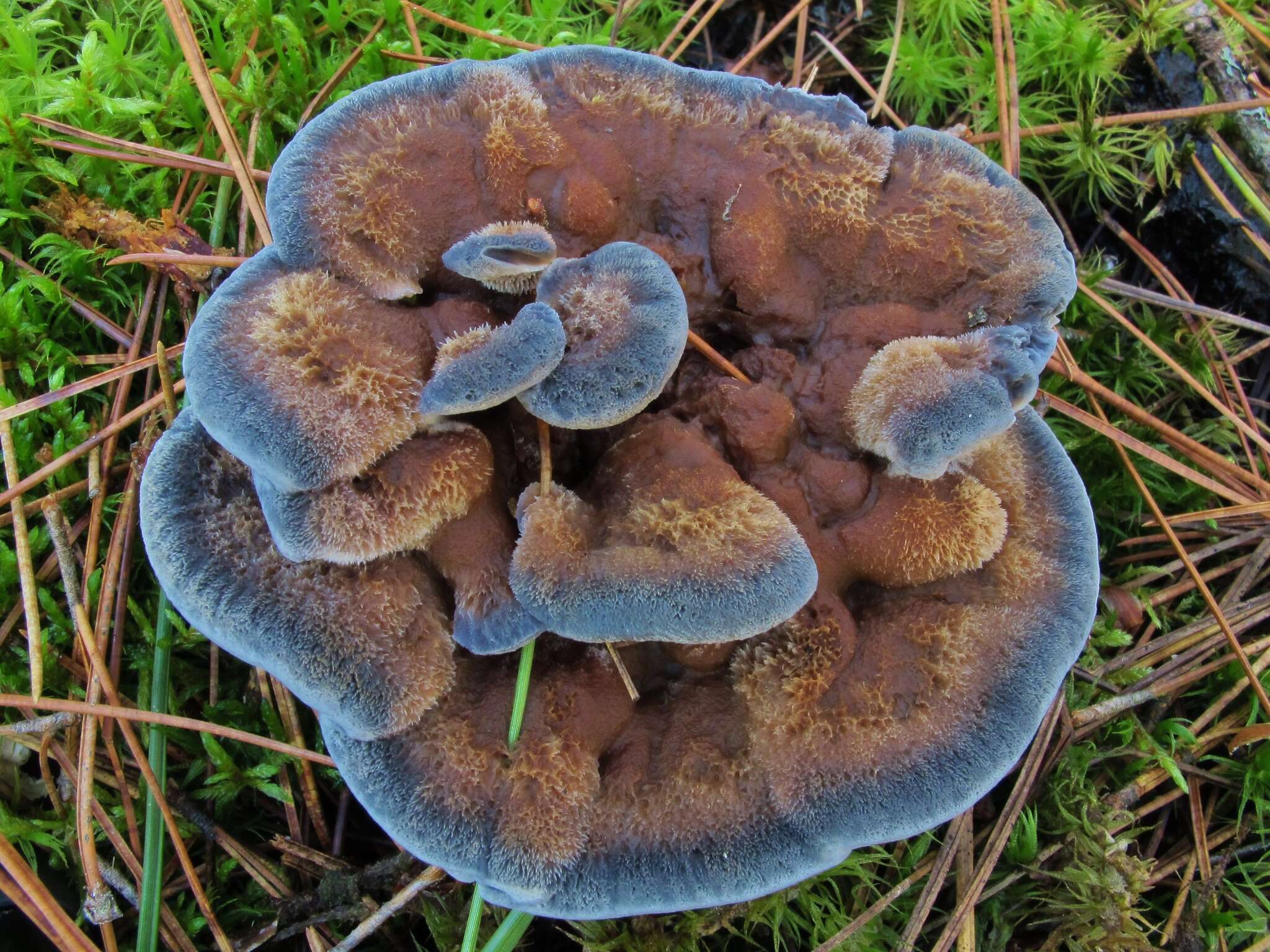 Image of Hydnellum caeruleum (Hornem.) P. Karst. 1879