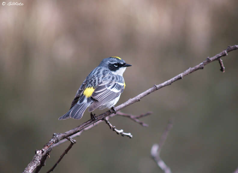 Image of Myrtle Warbler