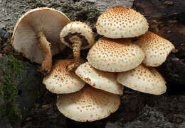 Image of Pholiota squarrosoides (Peck) Sacc. 1887