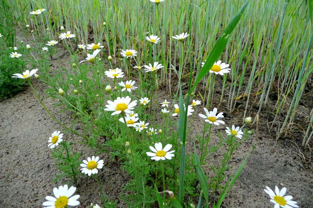 Image of corn chamomile