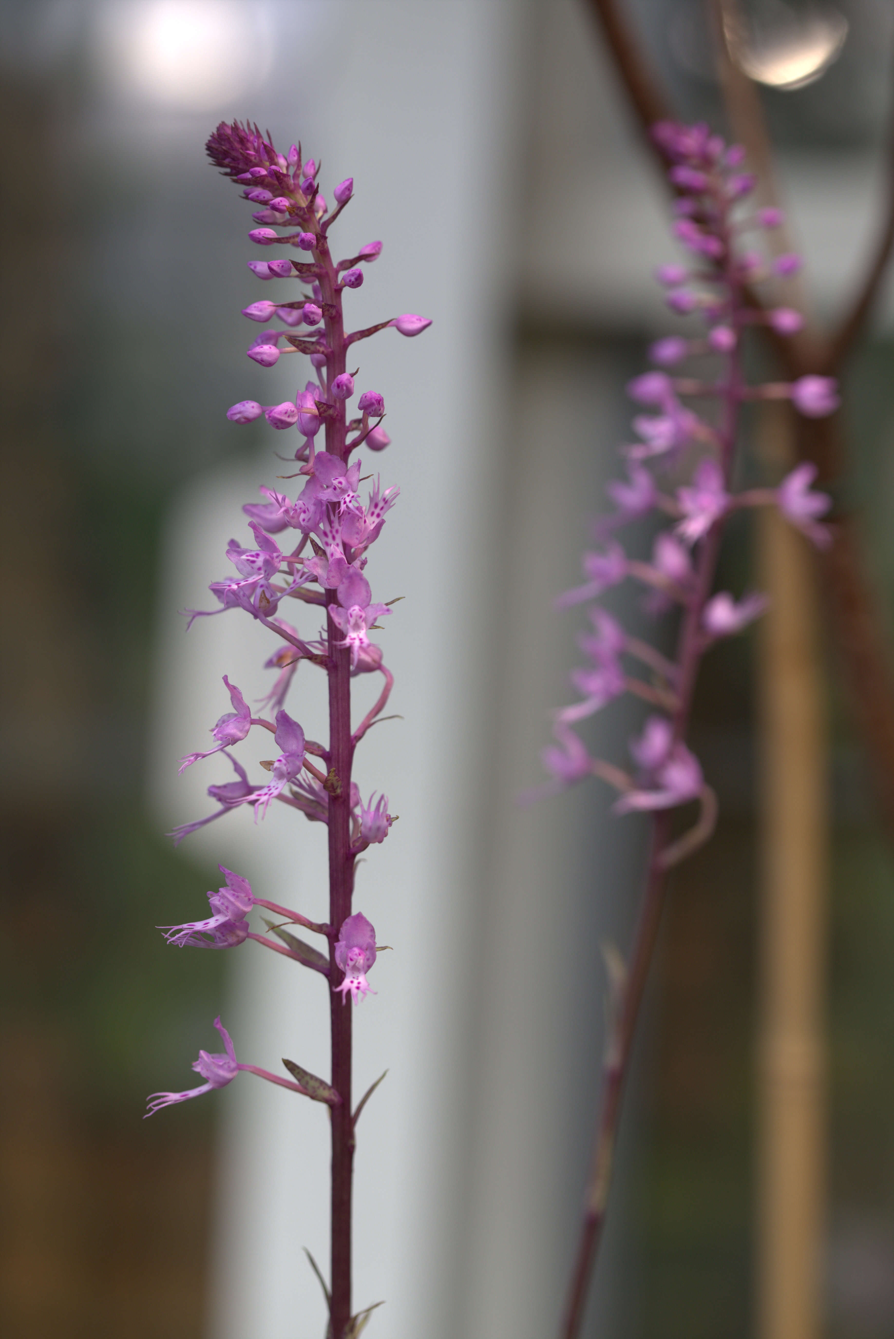 Image of Stenoglottis longifolia Hook. fil.