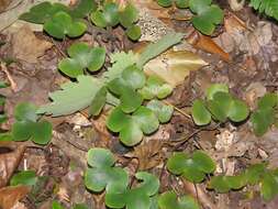 Image of roundlobe hepatica