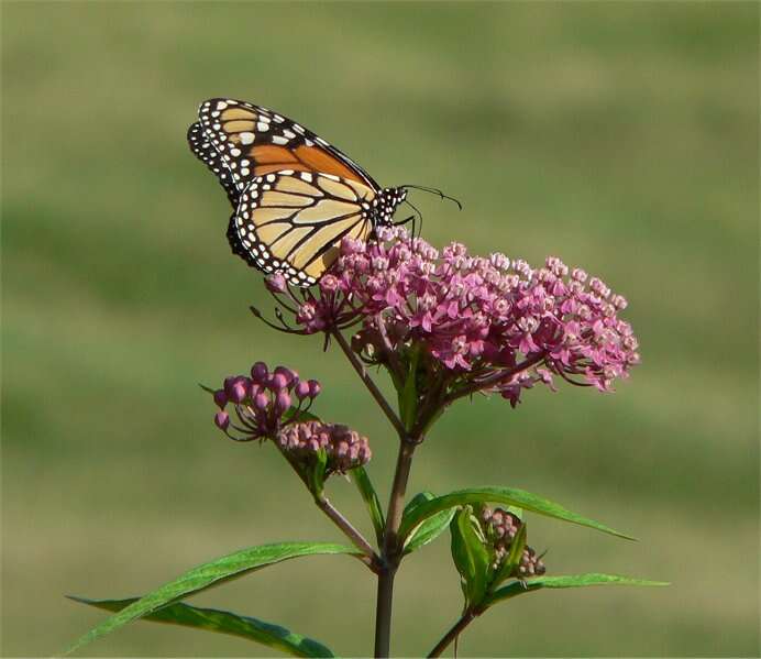 Imagem de Asclepias incarnata L.