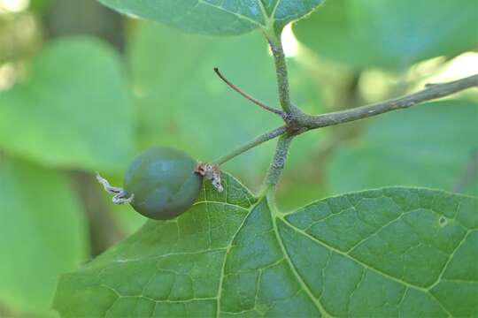 Imagem de Celtis tournefortii Lam.