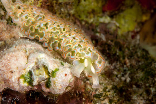 Image of lettuce sea slug