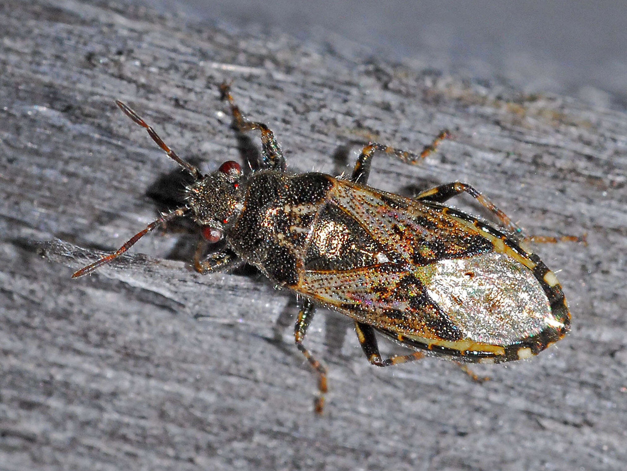 Image of Nettle Ground Bug