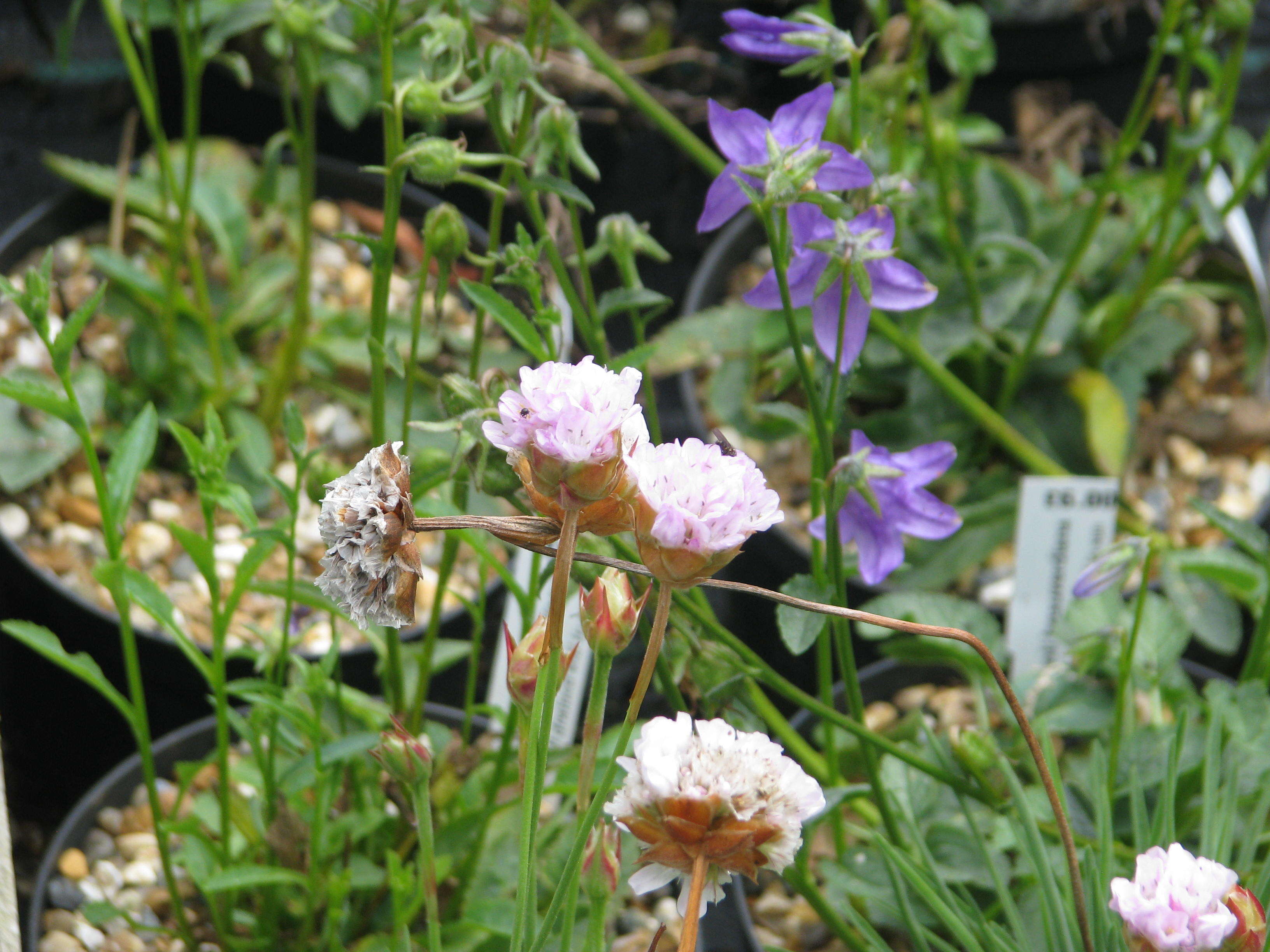 Image of Armeria welwitschii Boiss.