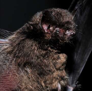 Imagem de Myotis nigricans (Schinz 1821)