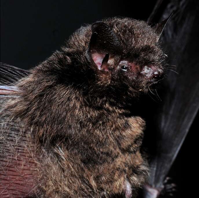 Plancia ëd Myotis nigricans (Schinz 1821)