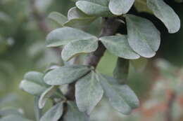 Image of Eastern sesame-bush