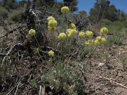 Image of cushion buckwheat