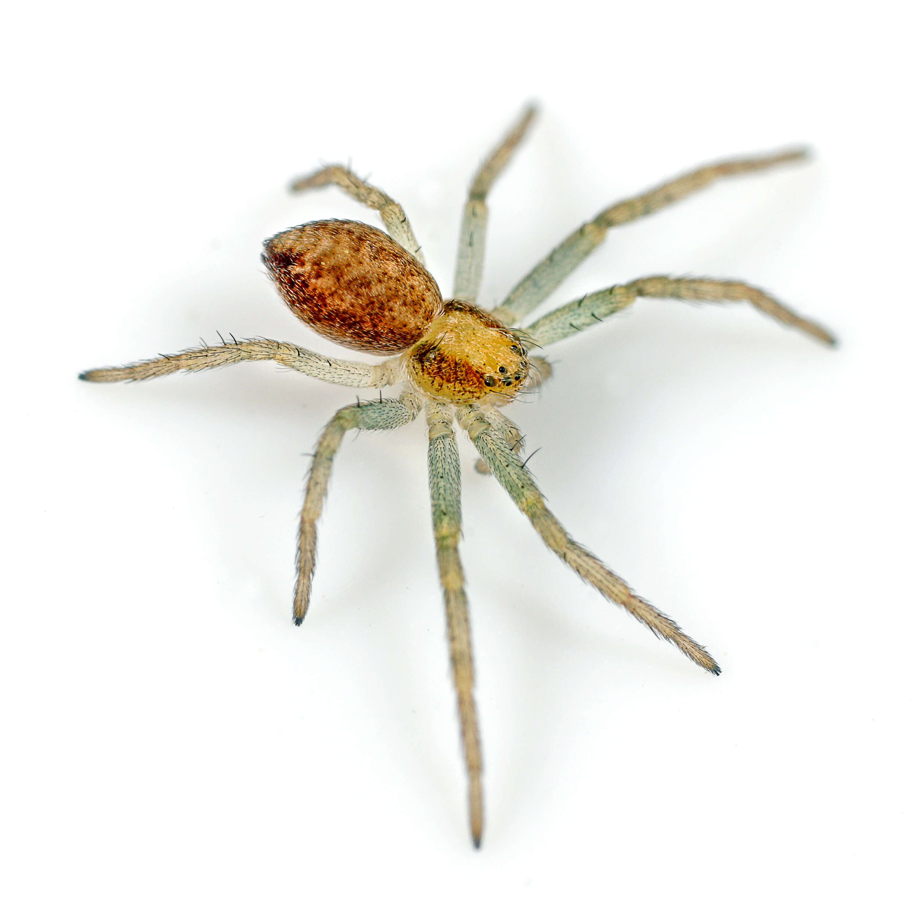 Image of Philodromus albidus Kulczyński 1911