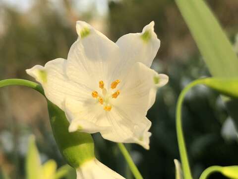 Image of Loddon lily