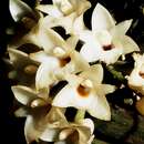 Image of Coeliopsis hyacinthosma Rchb. fil.