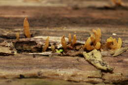 Image of Calocera cornea (Batsch) Fr. 1827