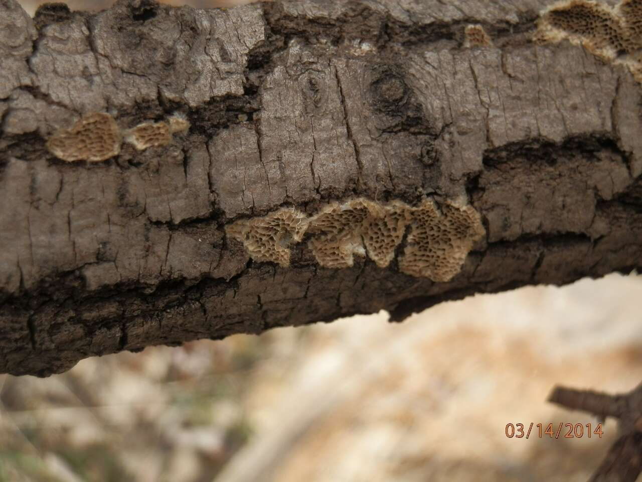 Image of Trametes trogii Berk. 1850