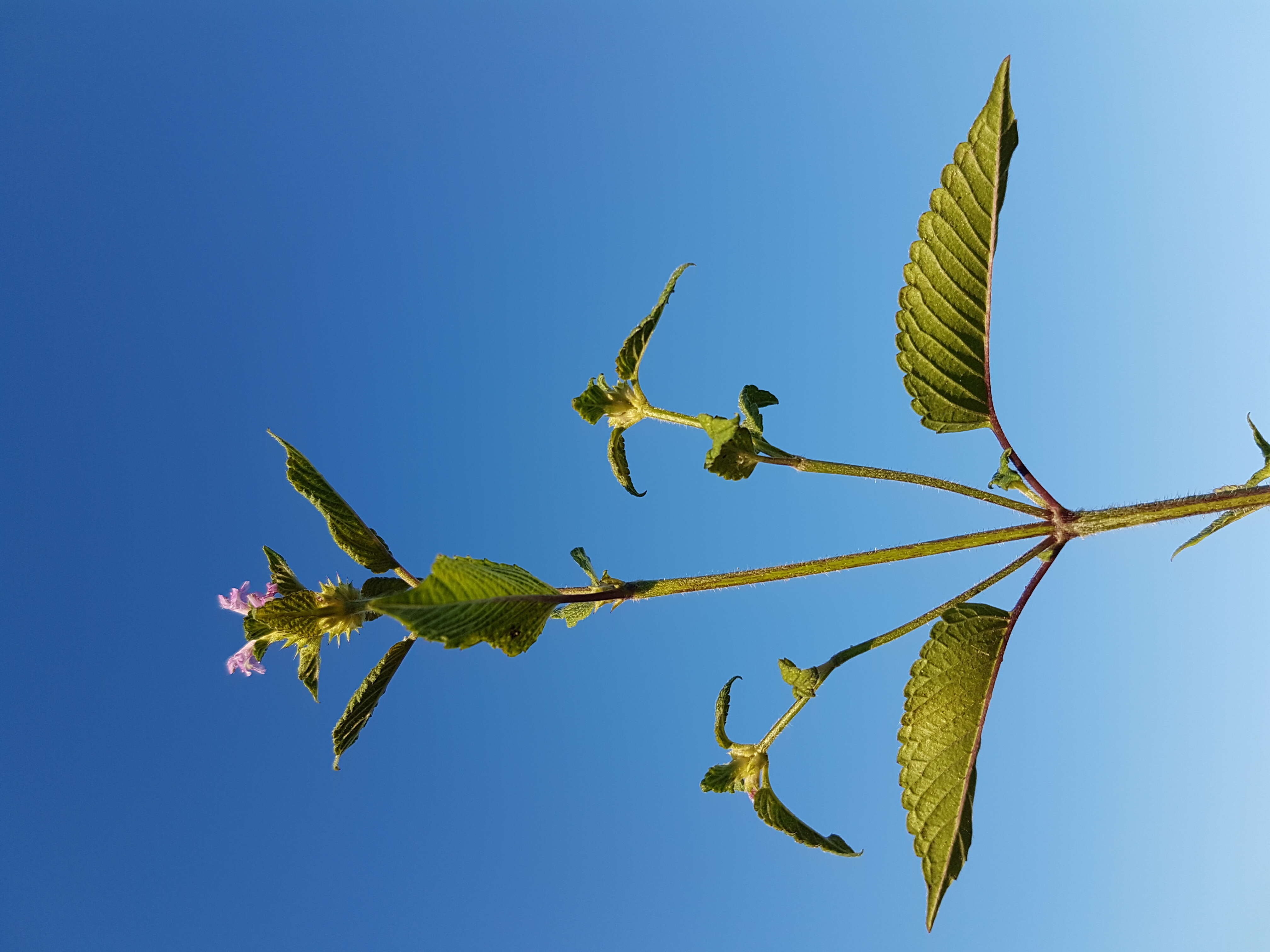 Image of Downy Hemp Nettle