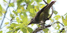 Image of Great Crested Flycatcher