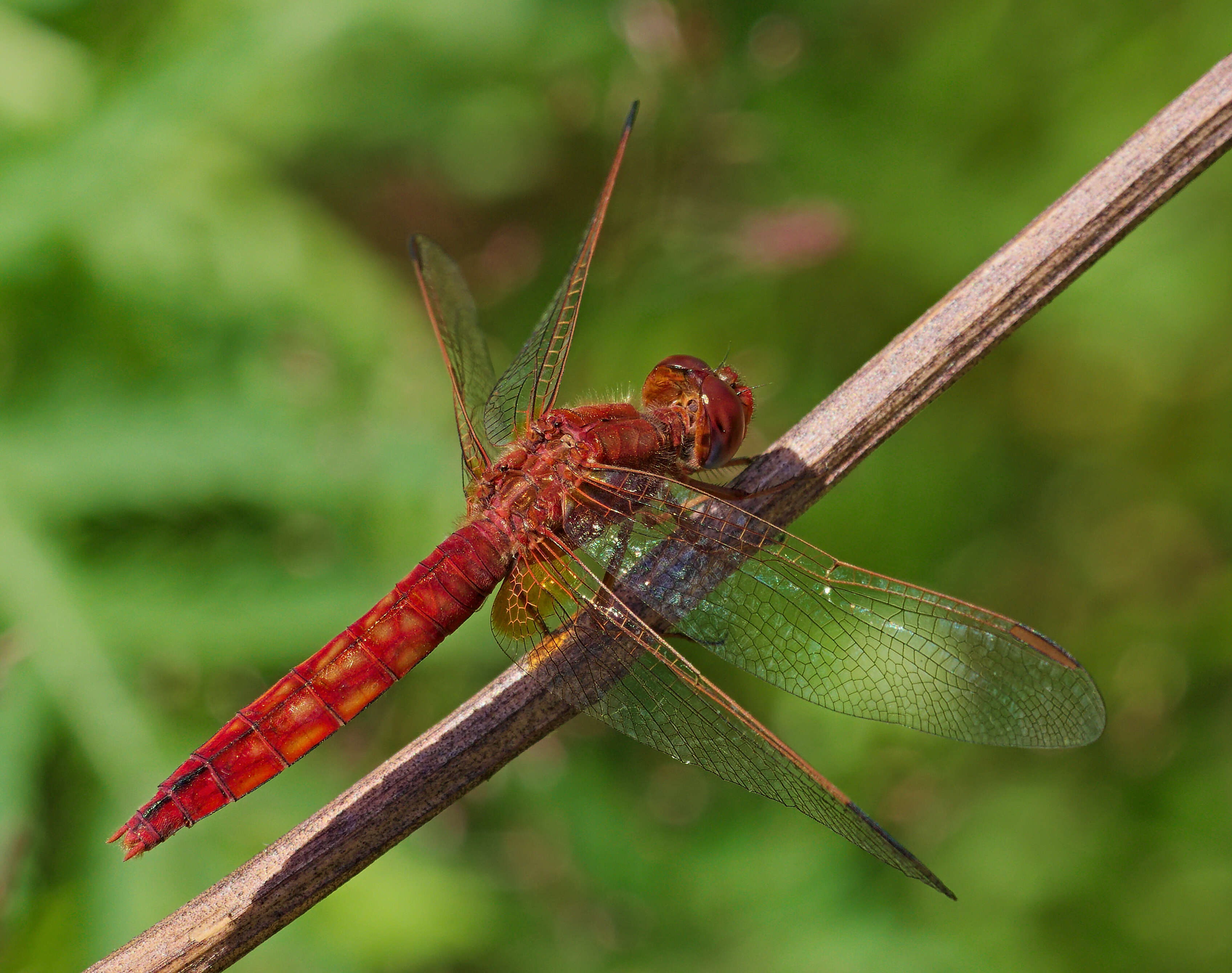 Image of Broad Scarlet