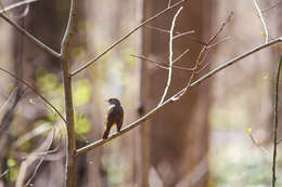 Image of Hermit Thrush