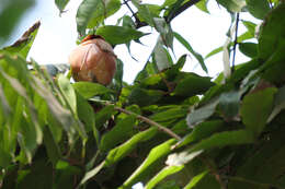 Image de Brownea coccinea Jacq.