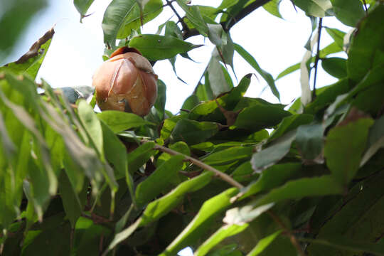 Image de Brownea coccinea Jacq.