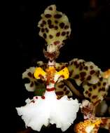 Image of dancinglady orchid