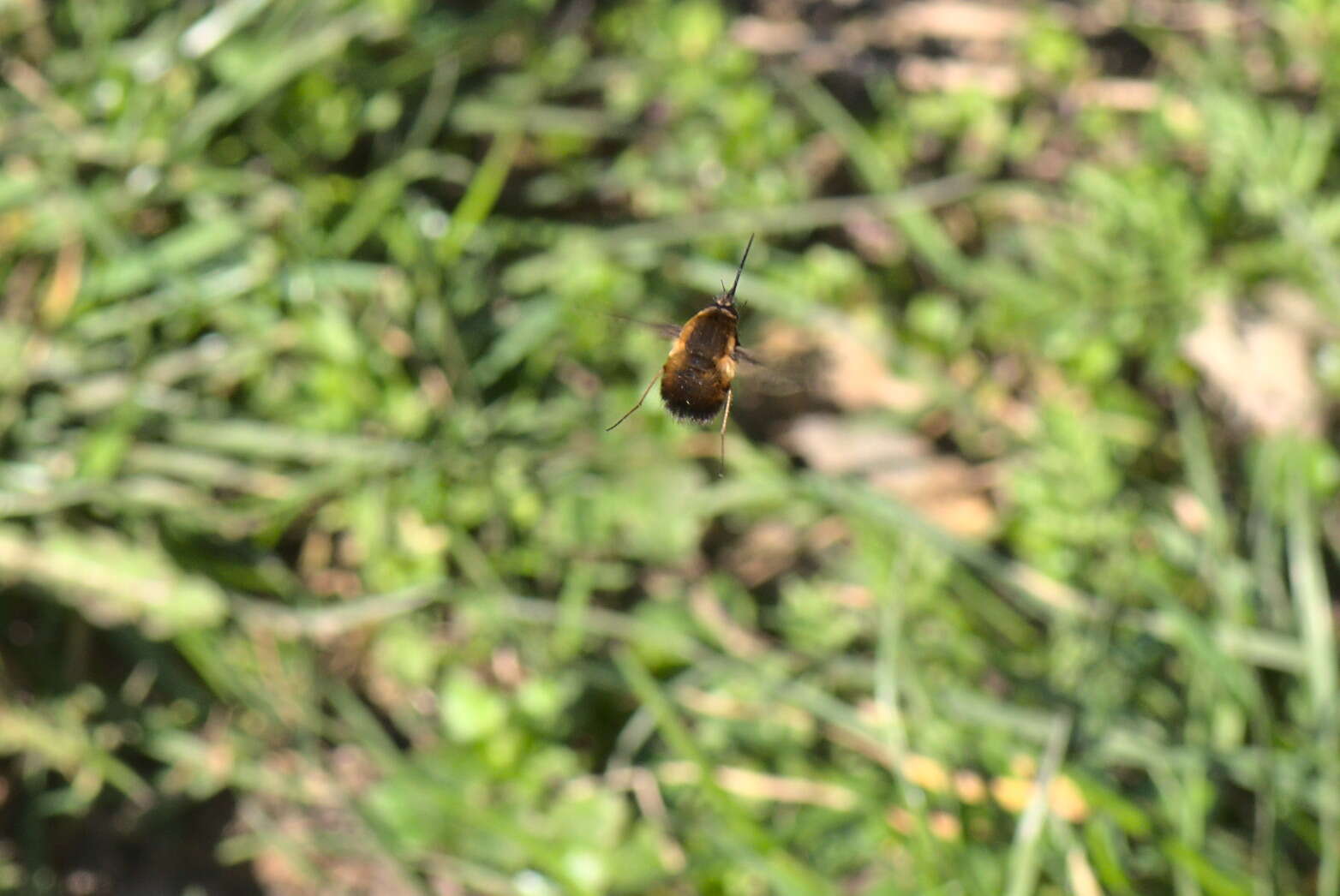 Image of Large bee-fly