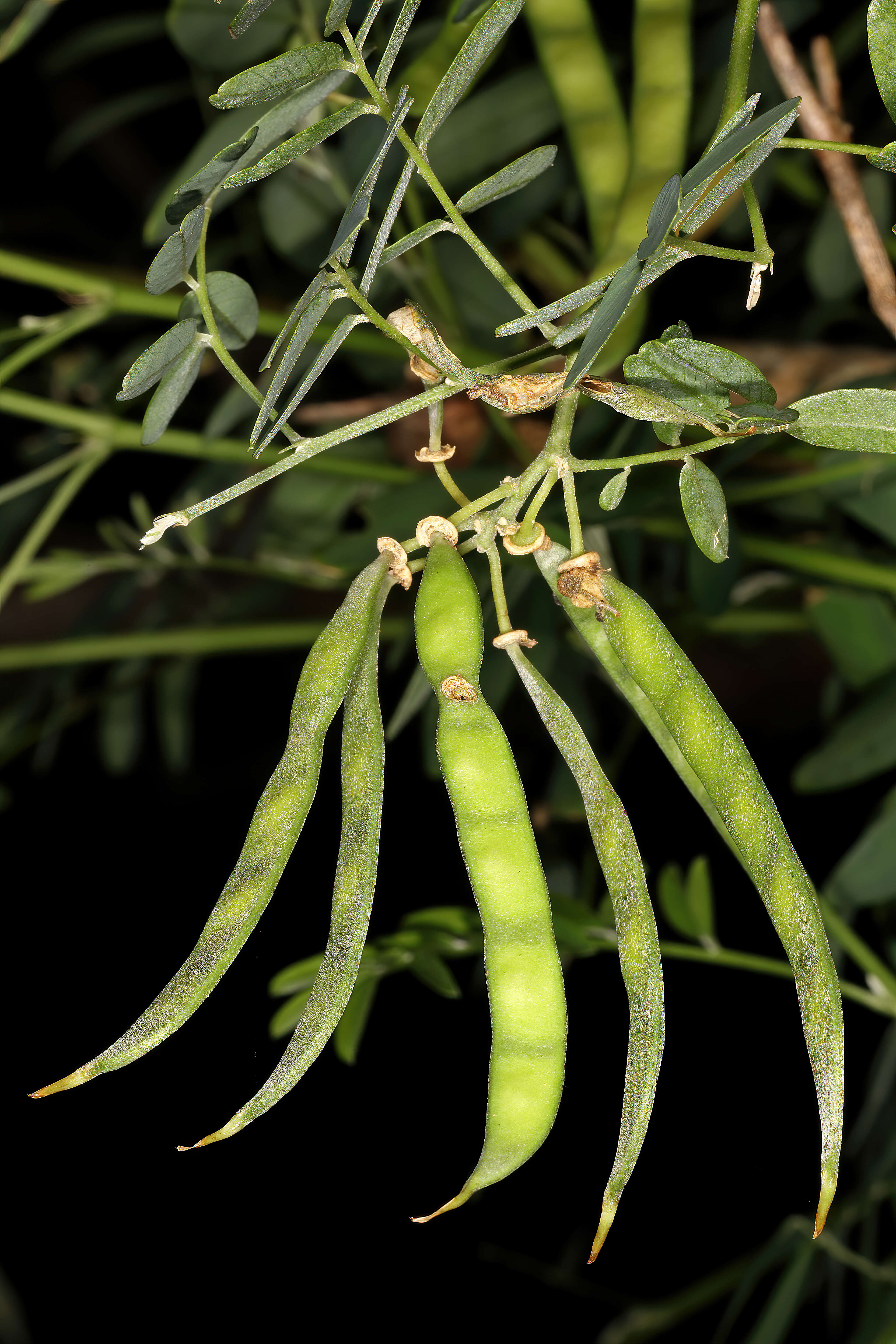 Image of Tephrosia pondoensis