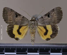 Image of Married Underwing