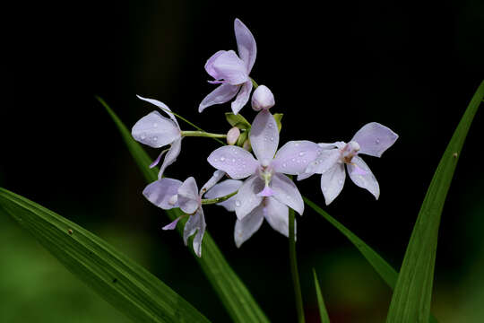 Sivun Spathoglottis plicata Blume kuva