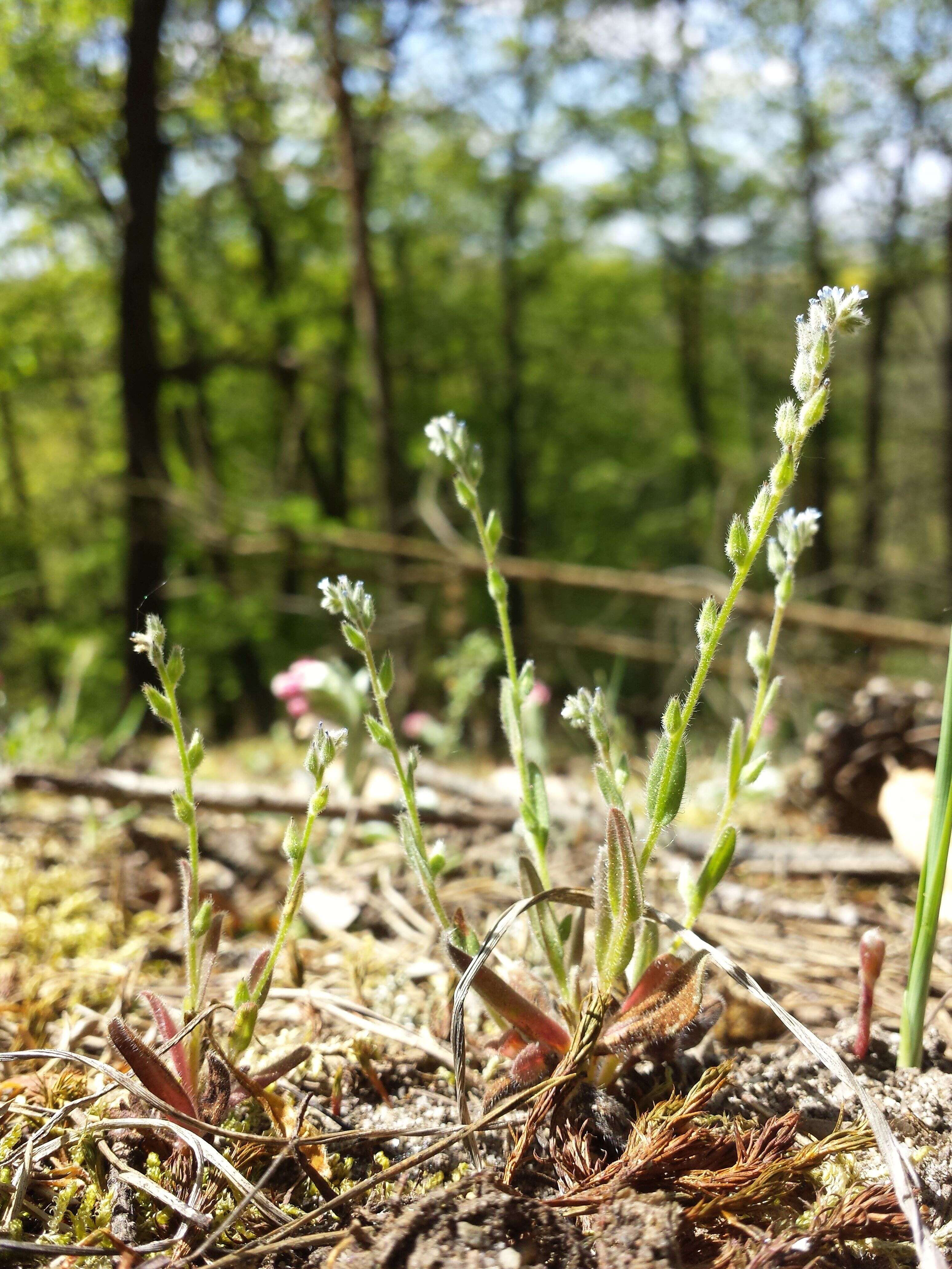 Image of strict forget-me-not