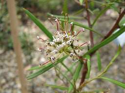 Image de Grevillea diversifolia Meissn.