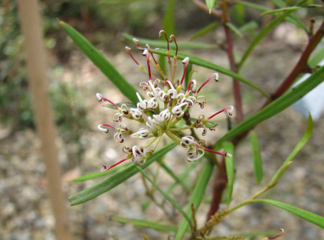 Image de Grevillea diversifolia Meissn.